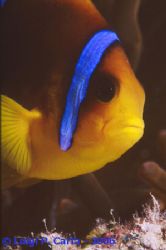 Another clown fish!!!! Well they are so cute... Sharm El ... by Luigi Carta 